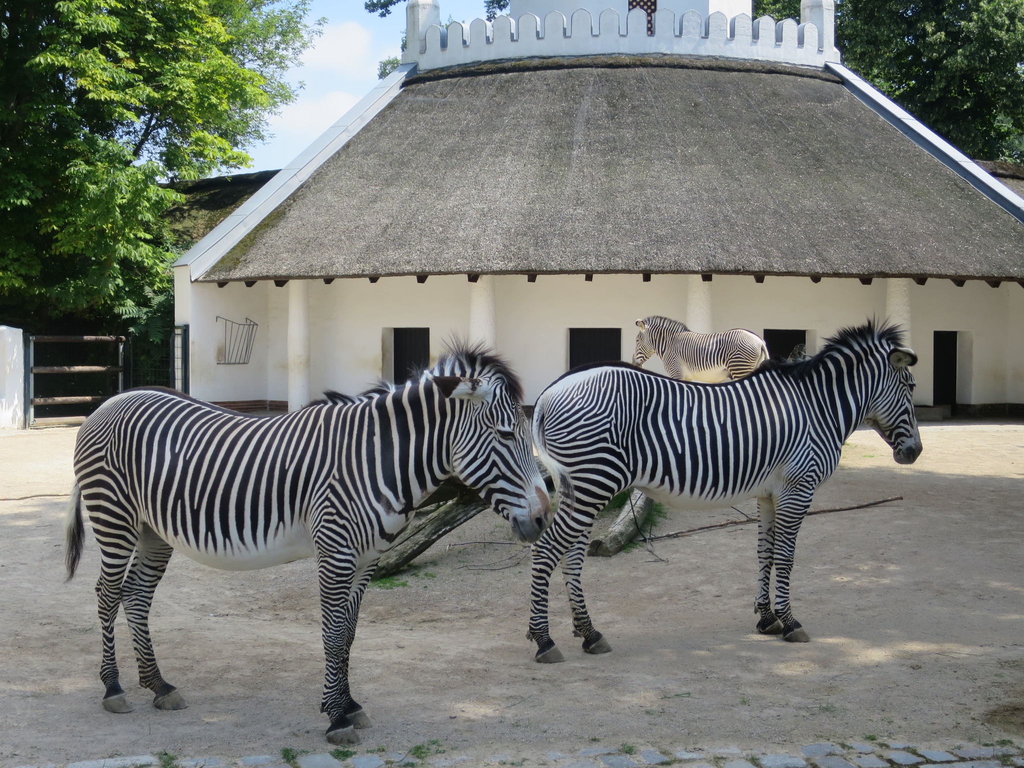 Tierpark Zoo  06
